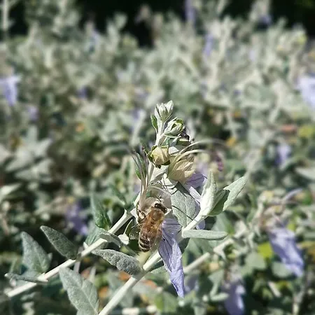 شقة Zizula بودْسْتغانا