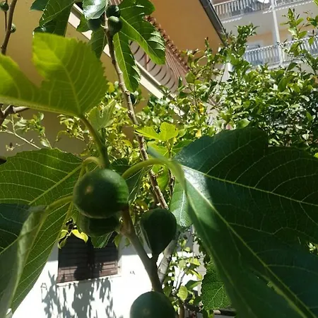 Zizula Apartman *
